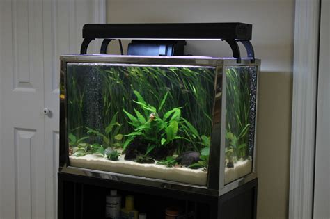 fish tank 20 gallon high.
